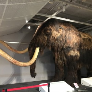 北海道大学総合博物館のマンモスに歓喜!カフェでソフトも!子供と二人で満喫したよ