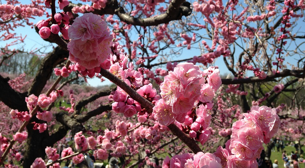 平岡公園梅まつり年は中止 梅林への立入りも制限 開花状況や梅林近くの駐車場を紹介します Papamode