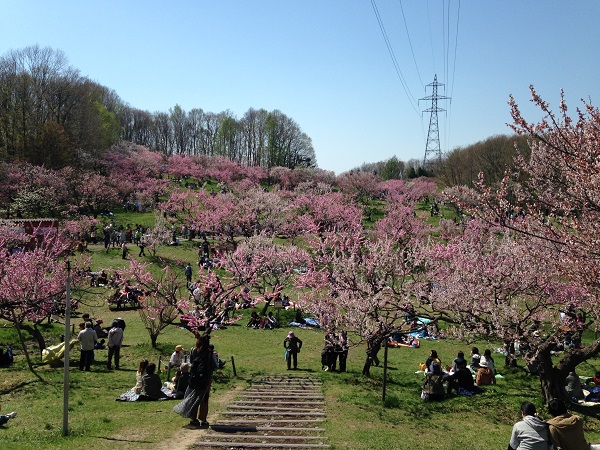 平岡公園梅まつり年は中止 梅林への立入りも制限 開花状況や梅林近くの駐車場を紹介します Papamode