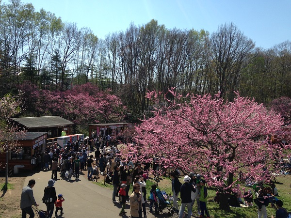 平岡公園梅まつり年は中止 梅林への立入りも制限 開花状況や梅林近くの駐車場を紹介します Papamode