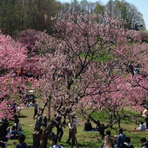 札幌のイベント情報!子供とお出かけ|2017年4月