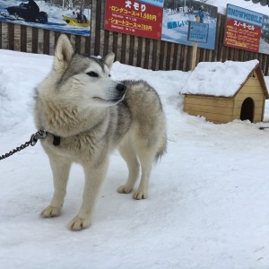 冬はノースサファリサッポロで犬ぞり体験!割引クーポンがお得だよ