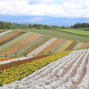 美瑛町 四季彩の丘は子連れにおすすめ!バギー・ノロッコ号・アルパカ牧場が面白い