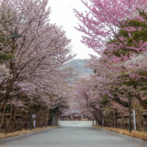 満開はGW 札幌のお花見スポットを厳選!桜の名所へ行こう!