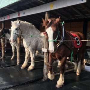 アースドリーム角山農場で動物とふれあう!ばん馬そり体験や木登りも!